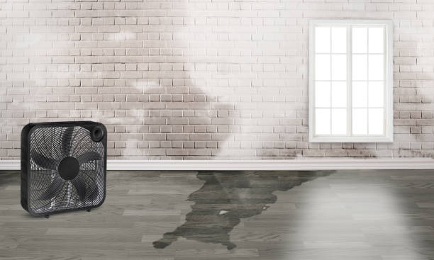 Best Commercial water damage restoration  in Hill N Dale, FL